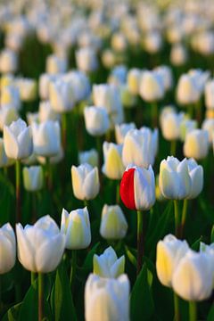 Tulpenseizoen in Nederland van Henk Meijer Photography