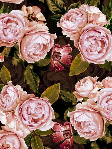 Pivoines d'été Jardin de minuit