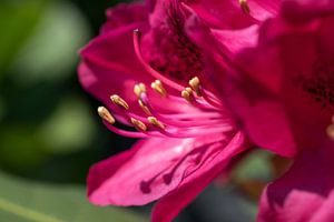 Rhododendron close-up von Hans Tijssen