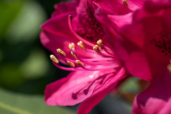 Rhododendron close-up