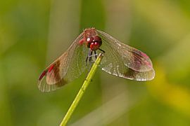 Libellen von pierre munch