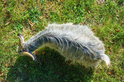 grey goat animal grazing in the meadow from above
