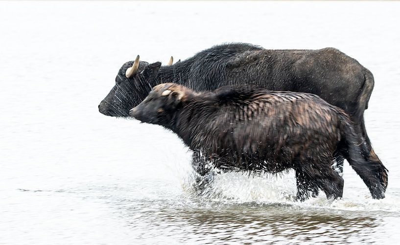 Ossen in water,  ouder met kind van natascha verbij