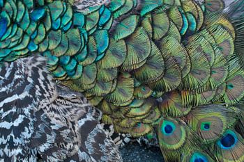 Peacock pattern