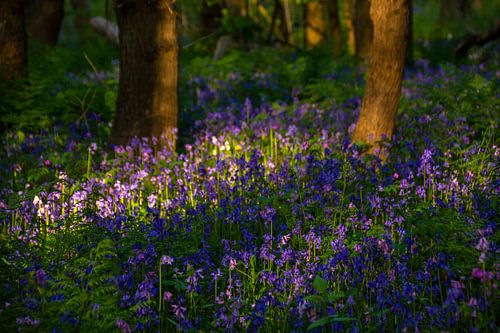 Last light of the day