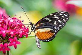 Sweet and free like a butterfly by De Wonderlijke wereld van Wout