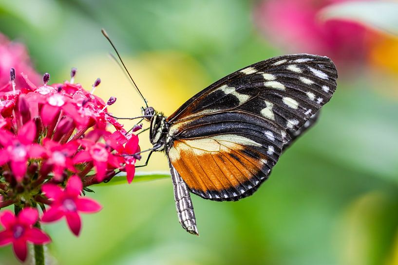 Sweet and free like a butterfly by De Wonderlijke wereld van Wout