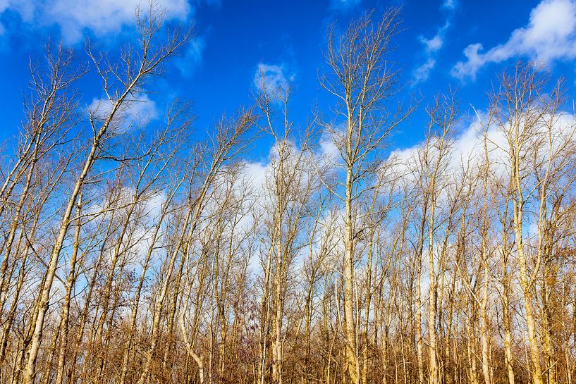 Gebogen Berkenbomen bij Suyderoogh van Evert Jan Luchies