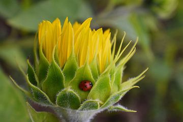 Une fleur de tournesol au champ sur Claude Laprise