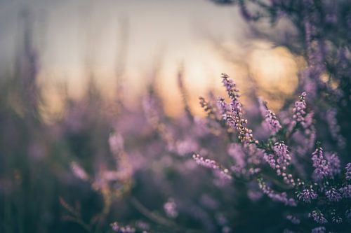 Blumen Teil 183