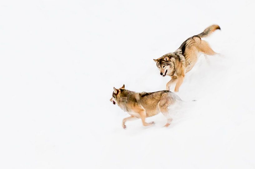 Jouer aux loups par Claudia van Zanten