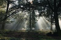 Sonnenstrahlen durch die Bäume auf der Veluwe