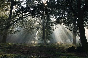 Zonnestralen door de bomen op de Veluwe van Mike Bos