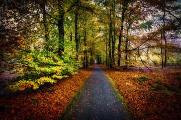 Waldweg im Herbst von eric van der eijk