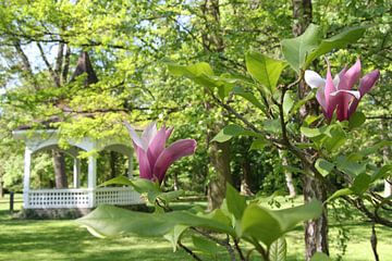 Magnolienblüte im Kurpark Bad Neustadt im Frühling