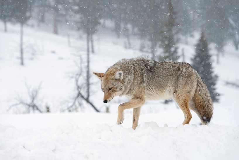 Kojote *Canis latrans* bei Schneefall van wunderbare Erde