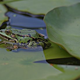 Een kikker. van Dirk Herdramm