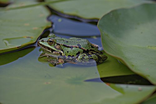 Ein Frosch