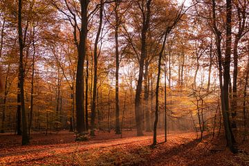 Herfststemming in de vroege ochtend