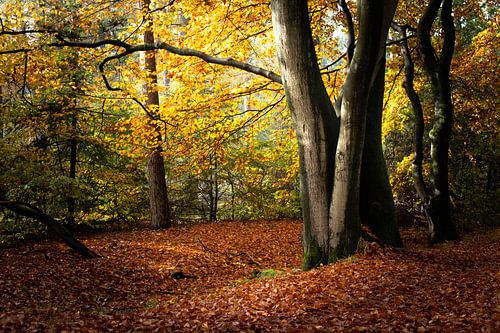 Beech in autumn