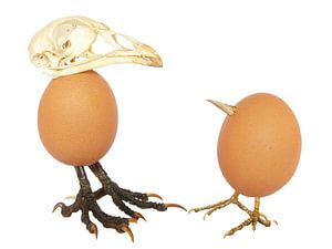 Zwei Eier von Hühner wie Vögel