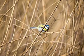 Pimpelmees van view photo