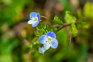 Faden-Ehrenpreis Blume blüht im Frühling