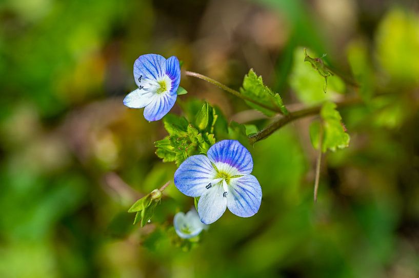 La fleur de la véronique filiforme fleurit au printemps par Animaflora PicsStock