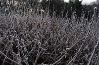 Bouton d'hiver