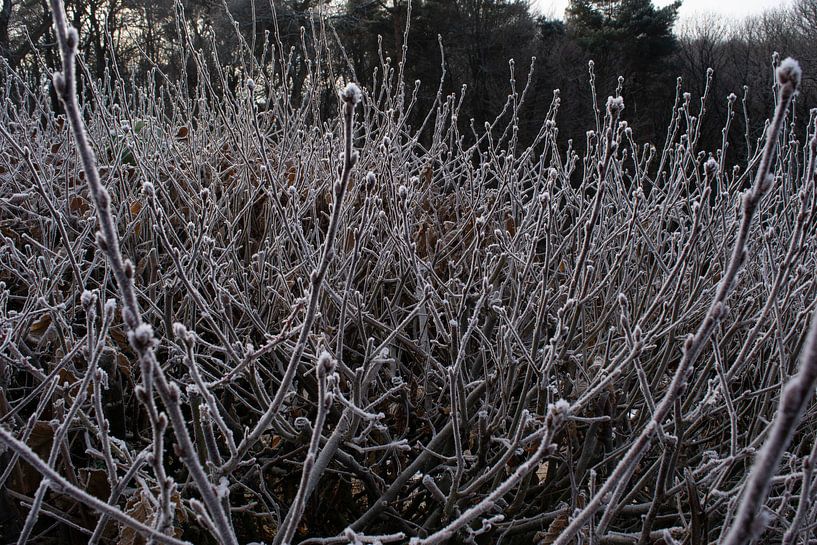Bouton d'hiver par Jan van Voorst Vader