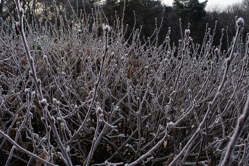 Winter-Knopf von Jan van Voorst Vader