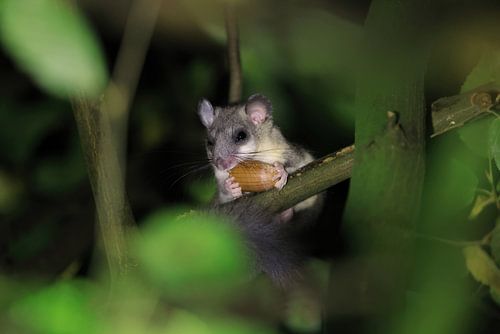 relmuis 's nachts in het bos Baden-Württemberg Duitsland
