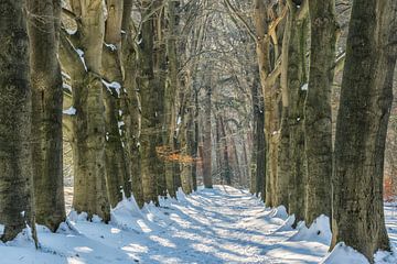 Winter in het bos van Moetwil en van Dijk - Fotografie