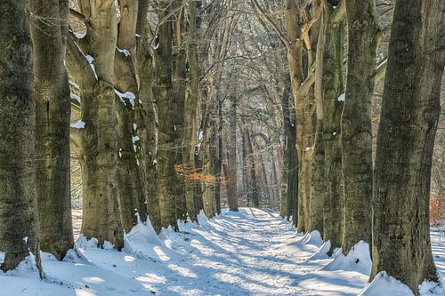 Winter in het bos