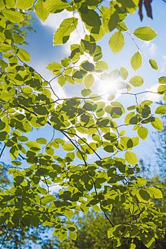 twijgen van een beukenboom met groene bladeren in de lente van SusaZoom