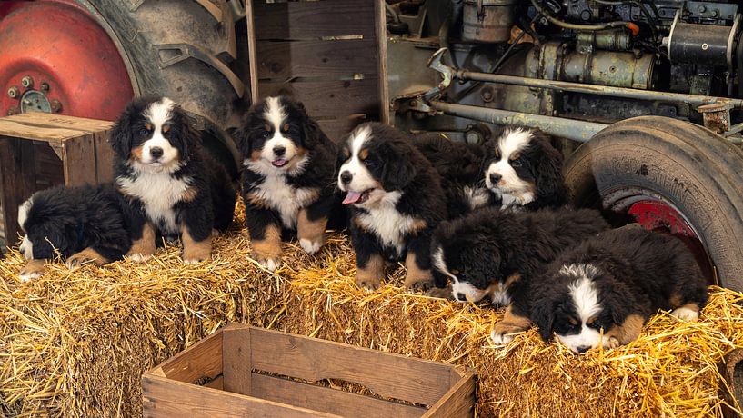 Berner Sennenwelpen auf Stobalen von Bob de Bruin