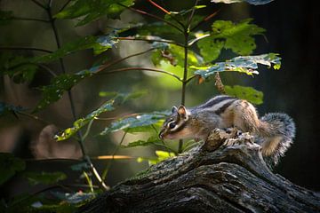 Siberian ground squirrel by WildWonders