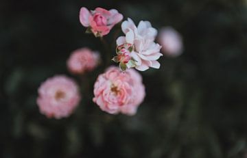 Zacht roze rozen | Botanische | Natuurlijke fotografie van Sanne Dost