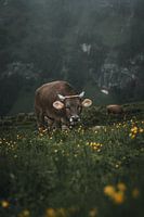 Kuh in den Schweizer Alpen in der Region Alpstein