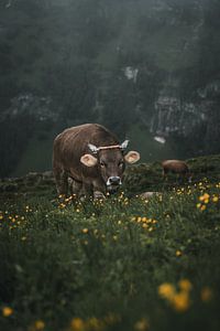 Vache dans les Alpes suisses, dans la région de l'Alpstein sur Felix Van Lantschoot