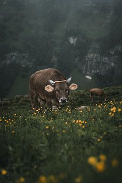 Cow in the Swiss Alps in the Alpstein region by Felix Van Lantschoot