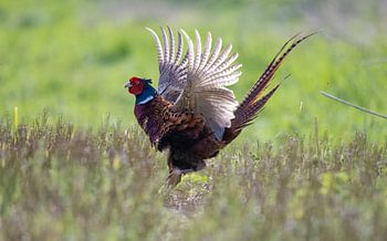 Fasan, männlich, Balz