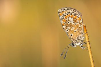 Blau mit Diamanten besetzt