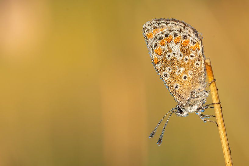Blau mit Diamanten besetzt von Kevin Hollmann