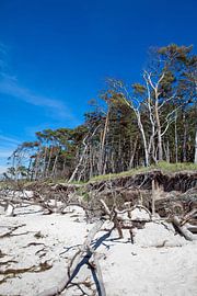 Darß - Weststrand, Baltic Sea (Mecklenburg-Western Pomerania) by t.ART