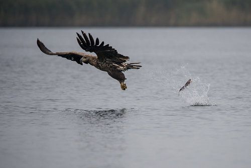 Zeearend verliest de vis