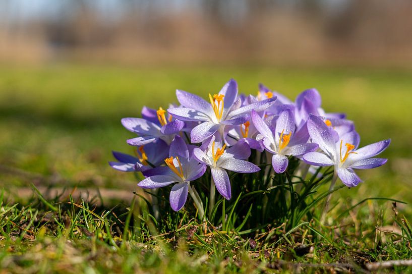 Purple crocus flowers with water droplets in spring on a green meadow in the park by Animaflora PicsStock