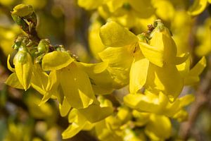 Forsythie (Forsythia × intermedia)