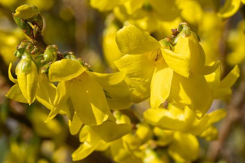 Forsythia (Forsythia × intermedia)