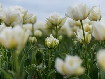 Een kleine witte tulp in het tulpenveld van Marjolijn van den Berg